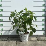 Hortenzia stromčekovitá (Hydrangea arborescens) 'STRONG ANNABELLE' Proven Winner® - výška 30-50 cm, kont. C3L